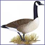 Canada Goose